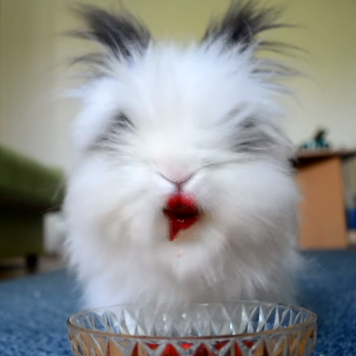 50+ Lustige sprueche mit bilder , Kaninchen mit Lippenstift